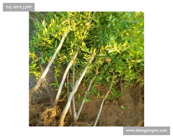 高地红石榴最佳栽培技术与管理方法探索与实践 高地红石榴最佳栽培技术与管理方法探索与实践
